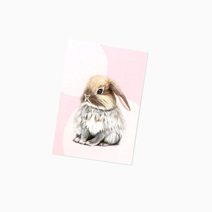 Hase