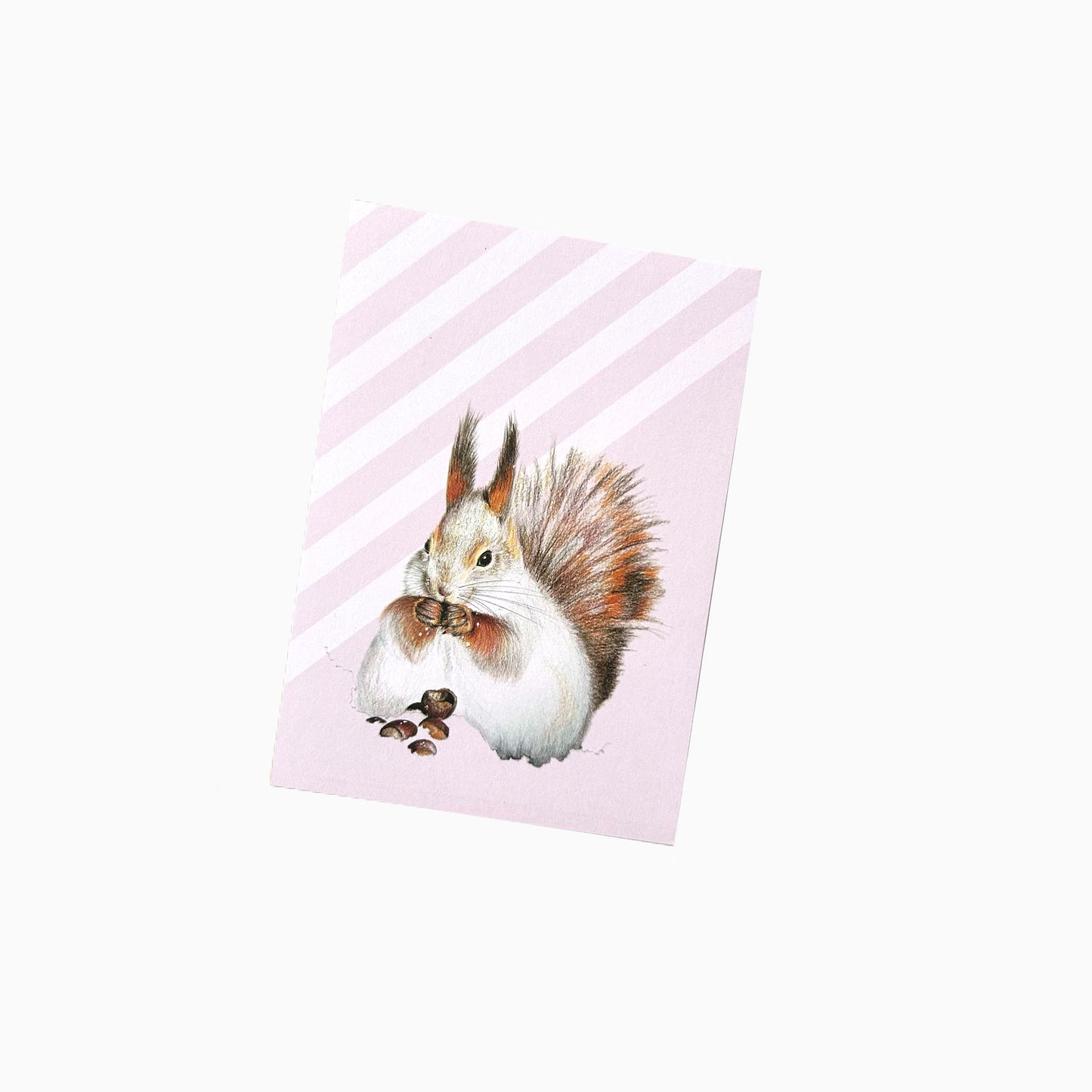 Eichhörnchen